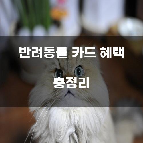 반려동물 카드 혜택 총정리