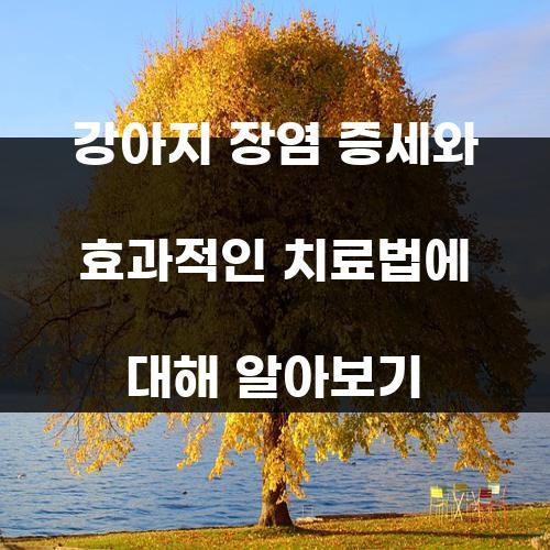 강아지 장염 증세와 효과적인 치료법에 대해 알아보기